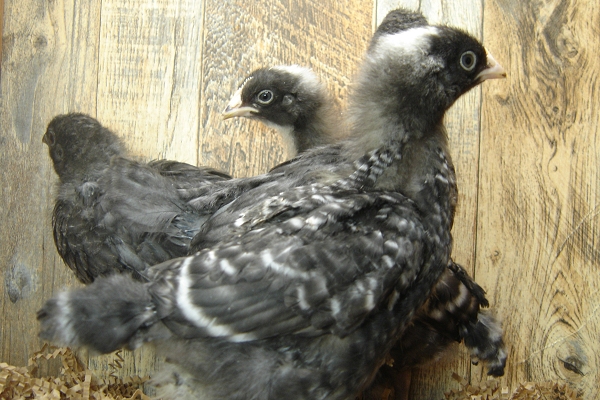 4 of the 8 Pullet Chicks Week 3